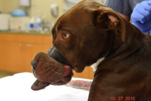 Spasio je psa, čija je usta bila dugo bila umotana s vrpcom